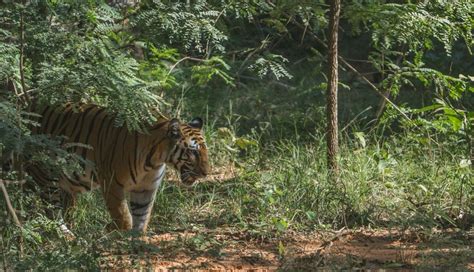 Chasing Tigers In India National Park Bandhavgarh Europe Up Close