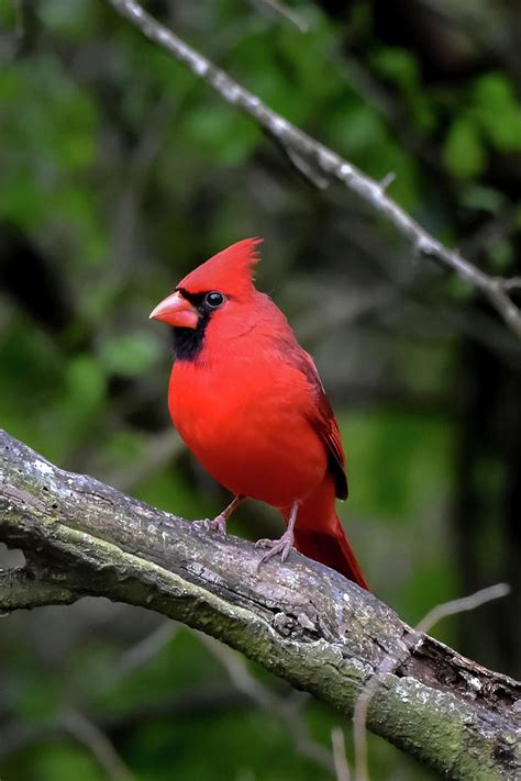 Texas Redbird Photograph By Dwight Eddington Pixels