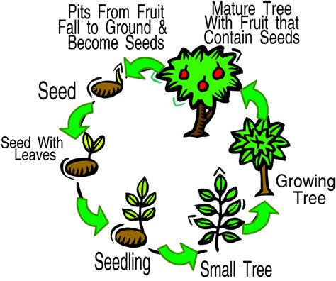 Plant Life Cycle Of A Flowering Plant