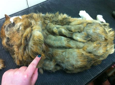 Huge Cat Shaved Reddit User Gives Matted 25 Pound Kitty A Much Needed