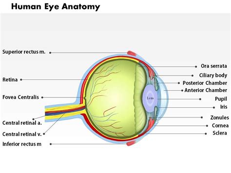 0514 Human Eye Anatomy Medical Images For Powerpoint Powerpoint