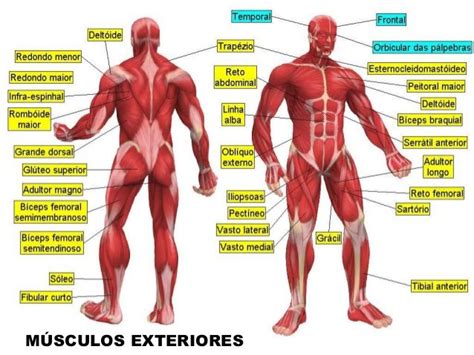 Nome Dos Musculos Do Corpo Músculos Do Corpo Músculos Do Corpo