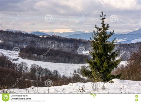 Spruce Tree On Snowy Meadow In Mountains Stock Photo Image Of