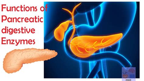 Pancreatic Digestive Enzymes And Their Functions Medicine Basics Simplified Youtube
