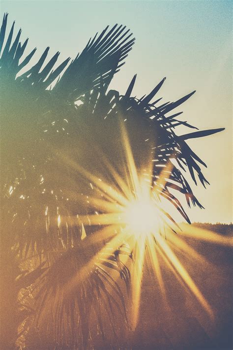Photo Of Palm Trees During Golden Hour · Free Stock Photo