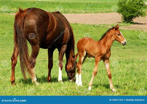 Caballo Con Un Potro Del Bebé Foto De Archivo Imagen De Materno Bebé