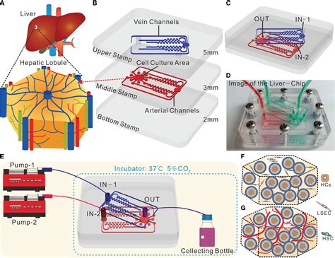 Frontiers Design And Fabrication Of A Liver On A Chip Reconstructing