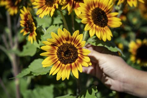 Pollenless Sunflower Info - Learn About Ideal Sunflowers For Cutting