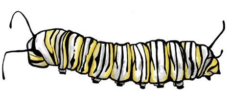 Monarch Caterpillar Drawing At Getdrawings Free Download