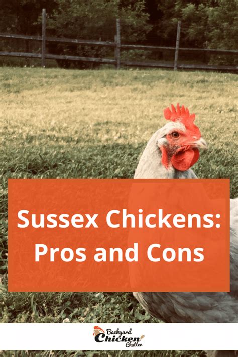 Sussex Chickens Pros And Cons
