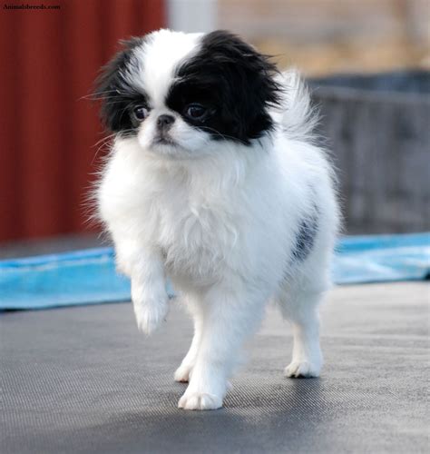 Japanese Chin Puppies Rescue Pictures Information