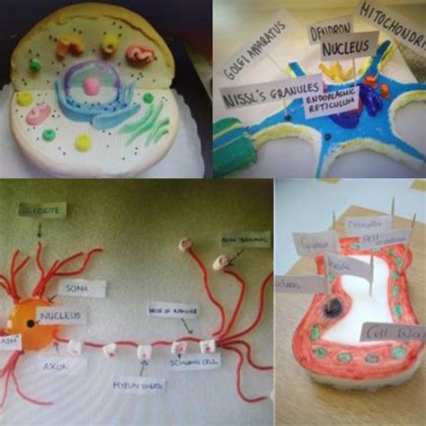 Manor High School Year 7 Create Specialised Cell Models