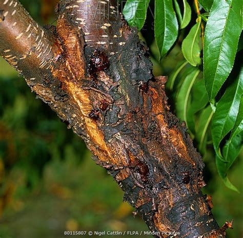 Cytospora Canker Stock Photo Minden Pictures