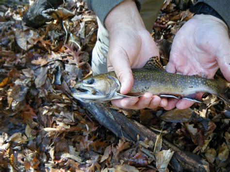 Trout Photos Smoky Mountain Outdoors Unlimited