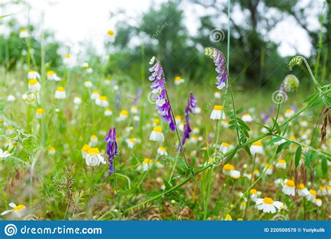Green Forest Glade With Flowers Stock Photo Image Of Botanical