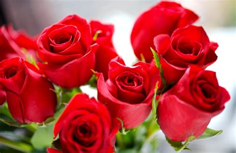 Papel De Parede Rosas Flores Vermelho Brilhante Grupo Flor