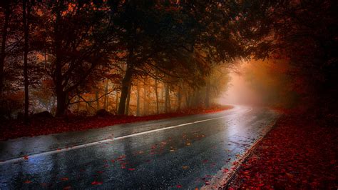 Download Leaf Forest Tree Fog Fall Nature Man Made Road Hd Wallpaper