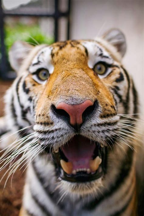 Mike Vi The Live Lsu Tiger Mascot Has Massed Away October 21 2016 He