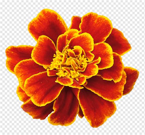 Marigold Marigold Orange Color Flower Png Pngwing