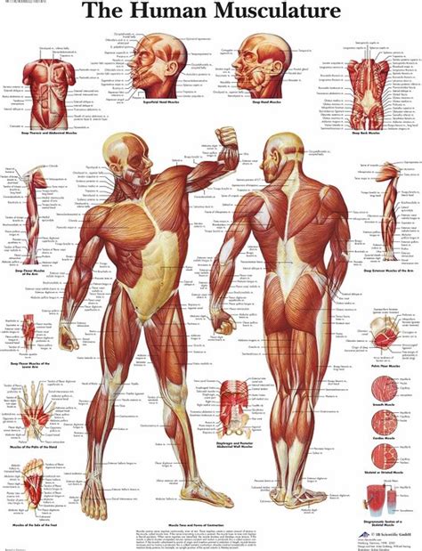 Le Corps Humain Poster Anatomie Muscles Anglais Papier X Cm The Best Porn Website