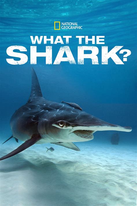 What The Shark 2020 Posters — The Movie Database Tmdb