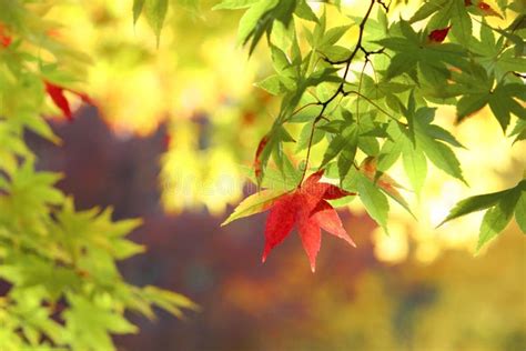 Autumnal Colored Leaves Maple Stock Image Image Of Colorful Forest