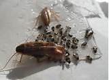Young German Cockroach Images