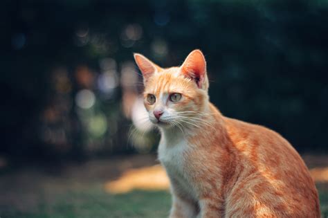 Selective Focus Photography Of A Red Tabby Cat Pixeor Large