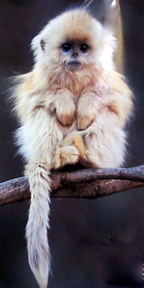 52 Best Crazy Hair Animals Images On Pinterest Adorable Animals