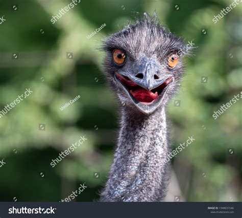 Bird Ostrich Funny Look Stock Photo 1348637246 Shutterstock