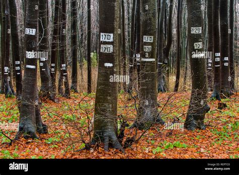 Numbered Forest In Bulgaria Stock Photo Alamy