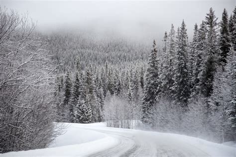 Wallpaper Id 253533 Snow Covered Road Through The Pine Forest