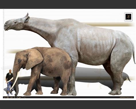 Paraceratherium The Largest Land Mammal To Ever Live Rabsoluteunits