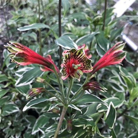 Photo 78844 Alstroemeria Psittacina Royal Star Plant Lust