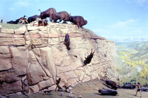 Buffalo Jumps All About Bison