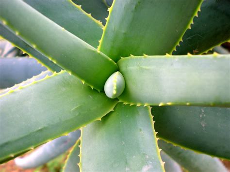 Fleshy Cactus Leaves Free Stock Photo Public Domain Pictures