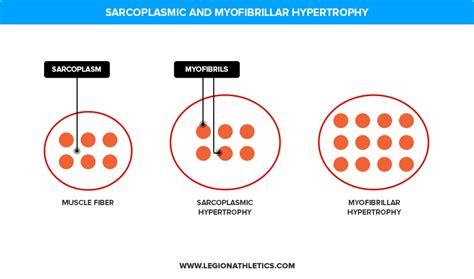 What Is Muscle Hypertrophy How Does It Work Stuff Lovely