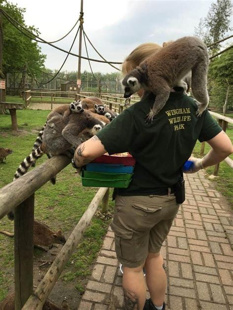 A Day In The Life Of A Zookeeper Primates Animal Experiences At