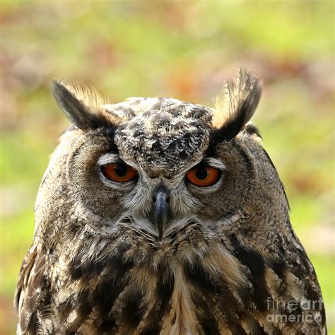Eurasian Eagle Owl Photograph By Heather King