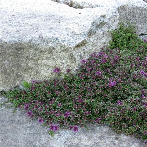 Suprak the stud's red dead redemption 2. Photo of the entire plant of Red Creeping Thyme (Thymus ...