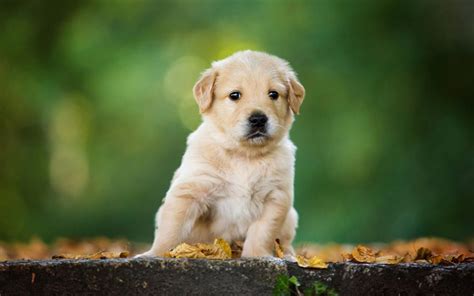 They may look like some new dog breed, but they are the working brothers to the golden retrievers. Download wallpapers surprised puppy, Labrador Retriever ...