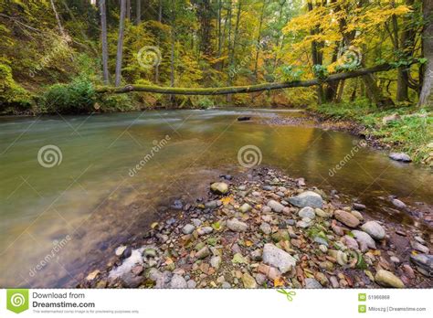 Beautiful River In Forest Stock Photo Image Of Exposure