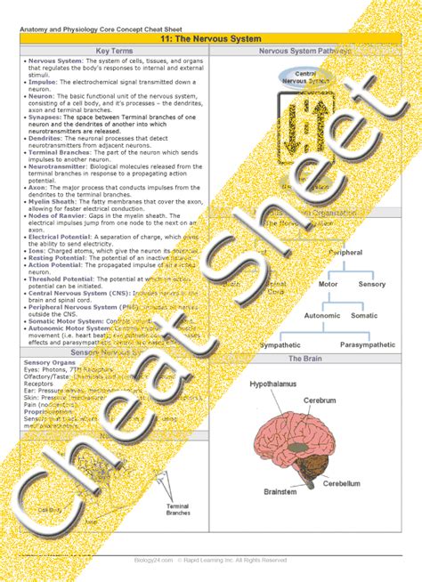 It provides access to ct images in the axial plane, allowing the user to learn and. Anatomy and Physiology - Control of the Human Body: The ...