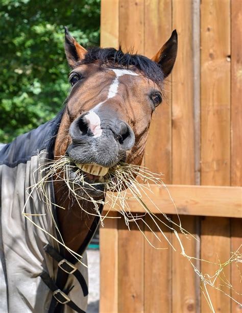 A Horse Eating Some Hay Is An Example Of Gavynkruwcross