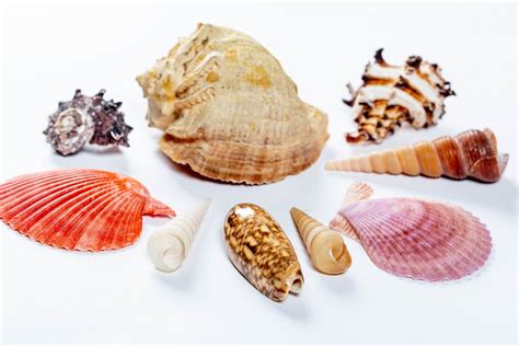 Different Colors And Shapes Of Sea Shells Creative Commons Bilder