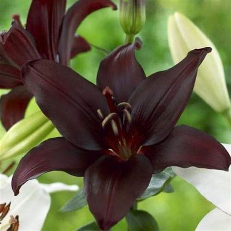 Buy Lilium Midnight Mystery 3 Bulbs Pots And Planterscut Flowers