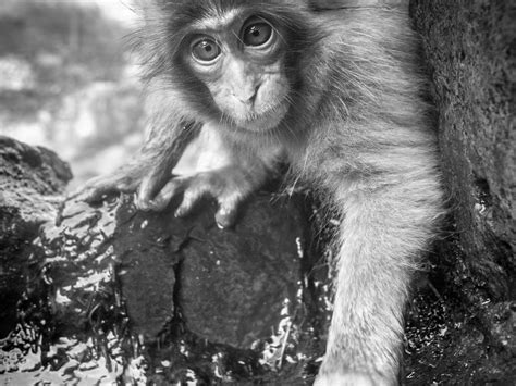 A Young Japanese Macaque Smithsonian Photo Contest Smithsonian Magazine
