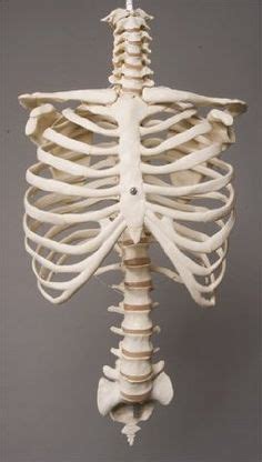 We hope you will use this picture in the study and. rib cage drawing | Rib cage drawing, Anatomy art, Skeleton ...