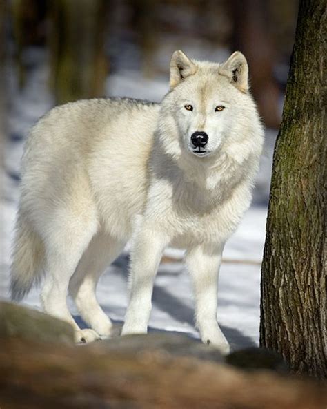 Beautiful White Wolf White Is White Pinterest