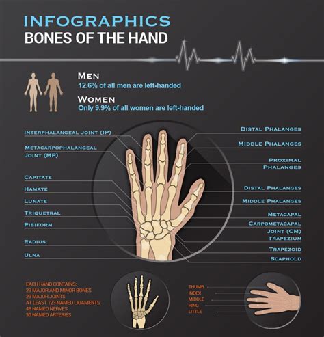Bones Of The Hand Visually Bones Hands Massage Therapy